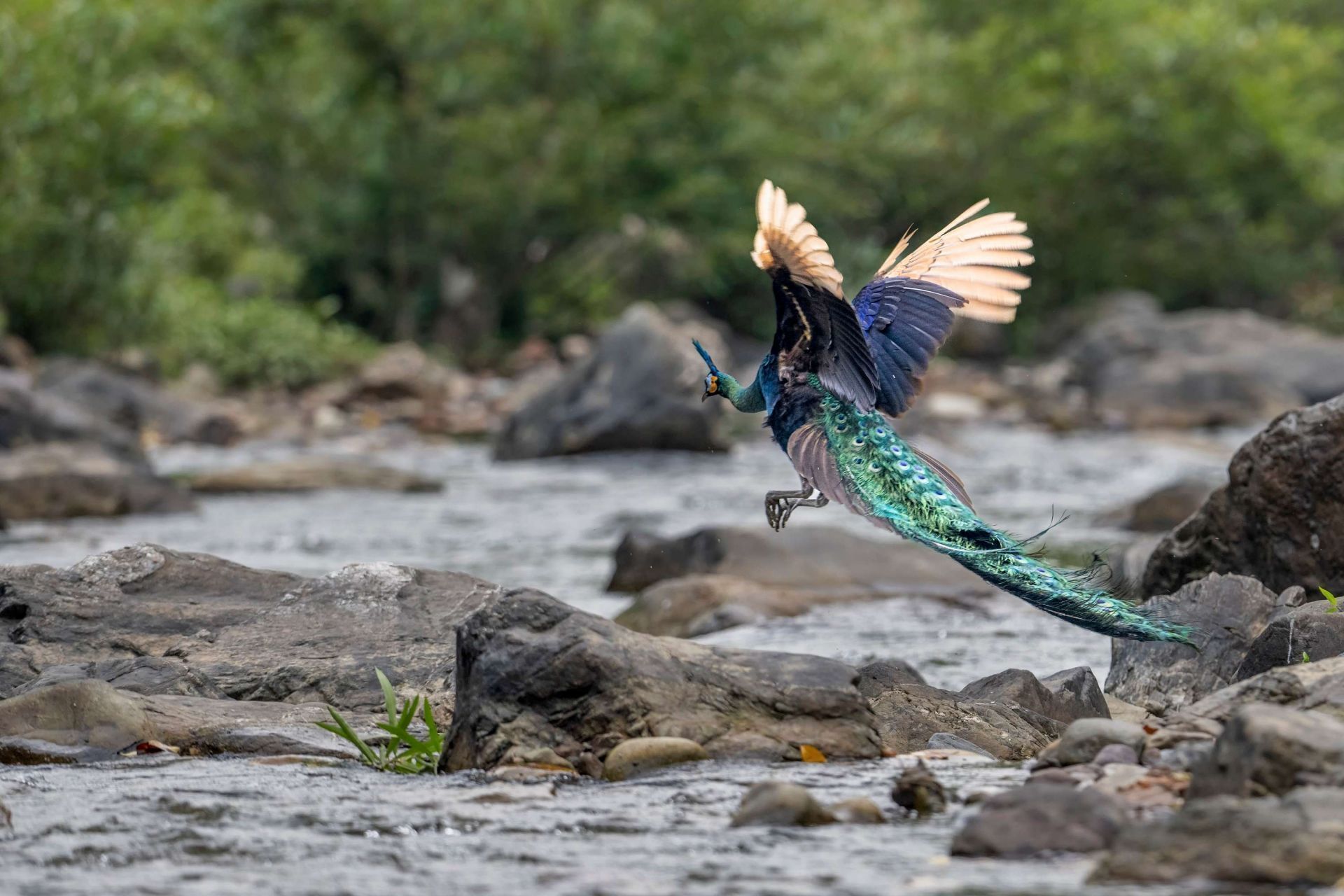 中国楚雄新韵律诗歌会现场直播,中国彝歌会楚雄赛区