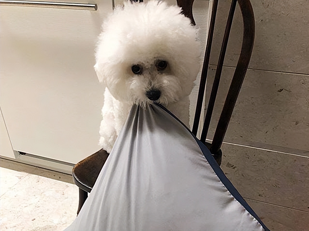 千万不要被比熊这几种行为骗了,不管你和谁相处记住哪5句话