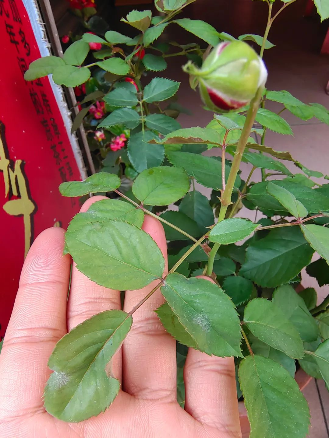 植物叶子上长白色凸起点,天气突然降温植物叶片发软