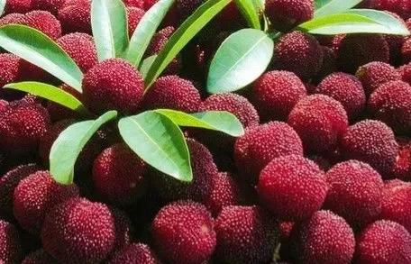 自制杨梅酒中毒事件,自制杨梅酒