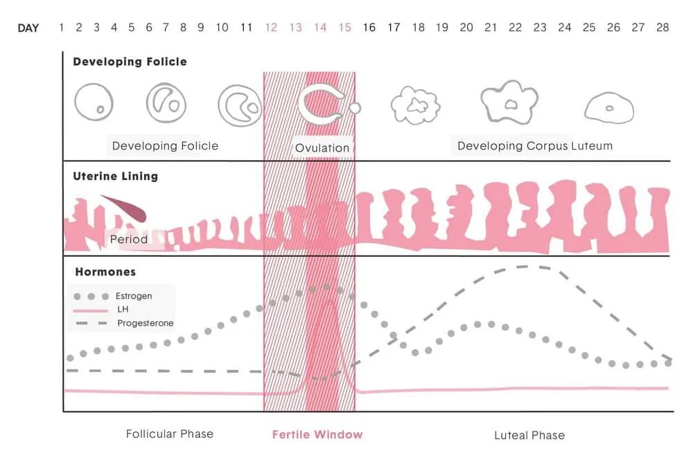 卫生巾的选择与健康知识图片,论卫生巾正确用法