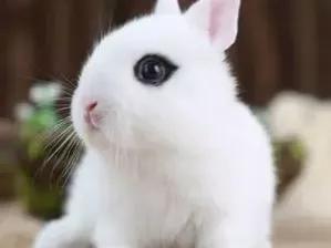 适合养在家里的小宠物兔子,可爱的小兔子宠物怎么养