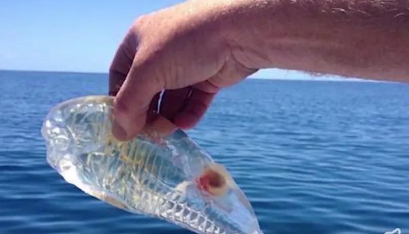 海洋里有哪些奇特的海洋生物,海洋里面都有什么奇怪的生物