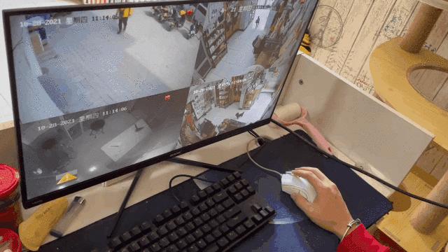 我的猫丢了拿回来要钱怎么办,我的猫丢了隐晦的意思