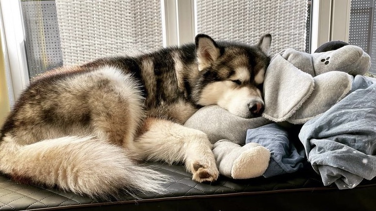 狗狗趾间炎一直不好是什么原因？应该如何预防？