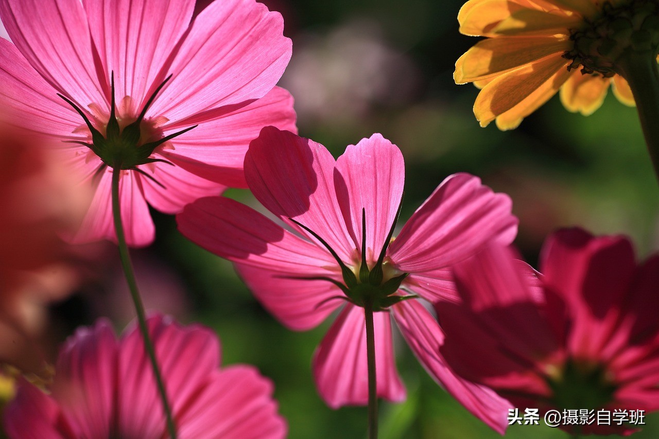 iphone14pro拍视频微距不清晰,用手机拍微距如何设置参数