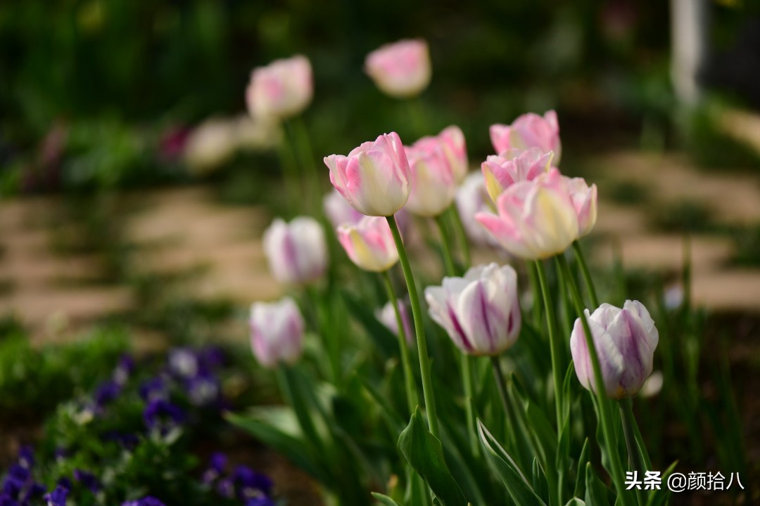 倏然而至的郁金香花季，第一波|园丁