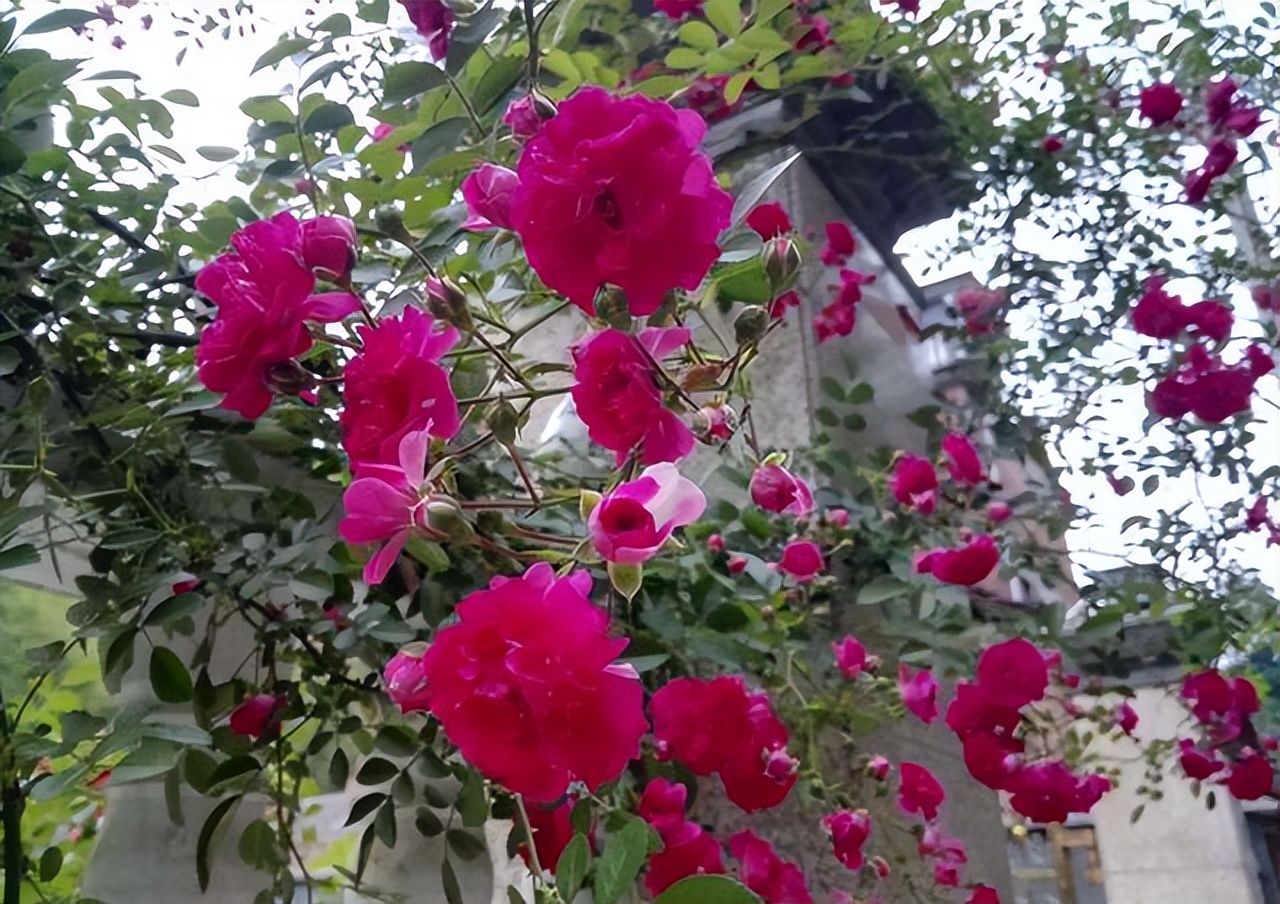 甜蜜红木香与四季红木香哪个好养,红木香什么品种最好养殖