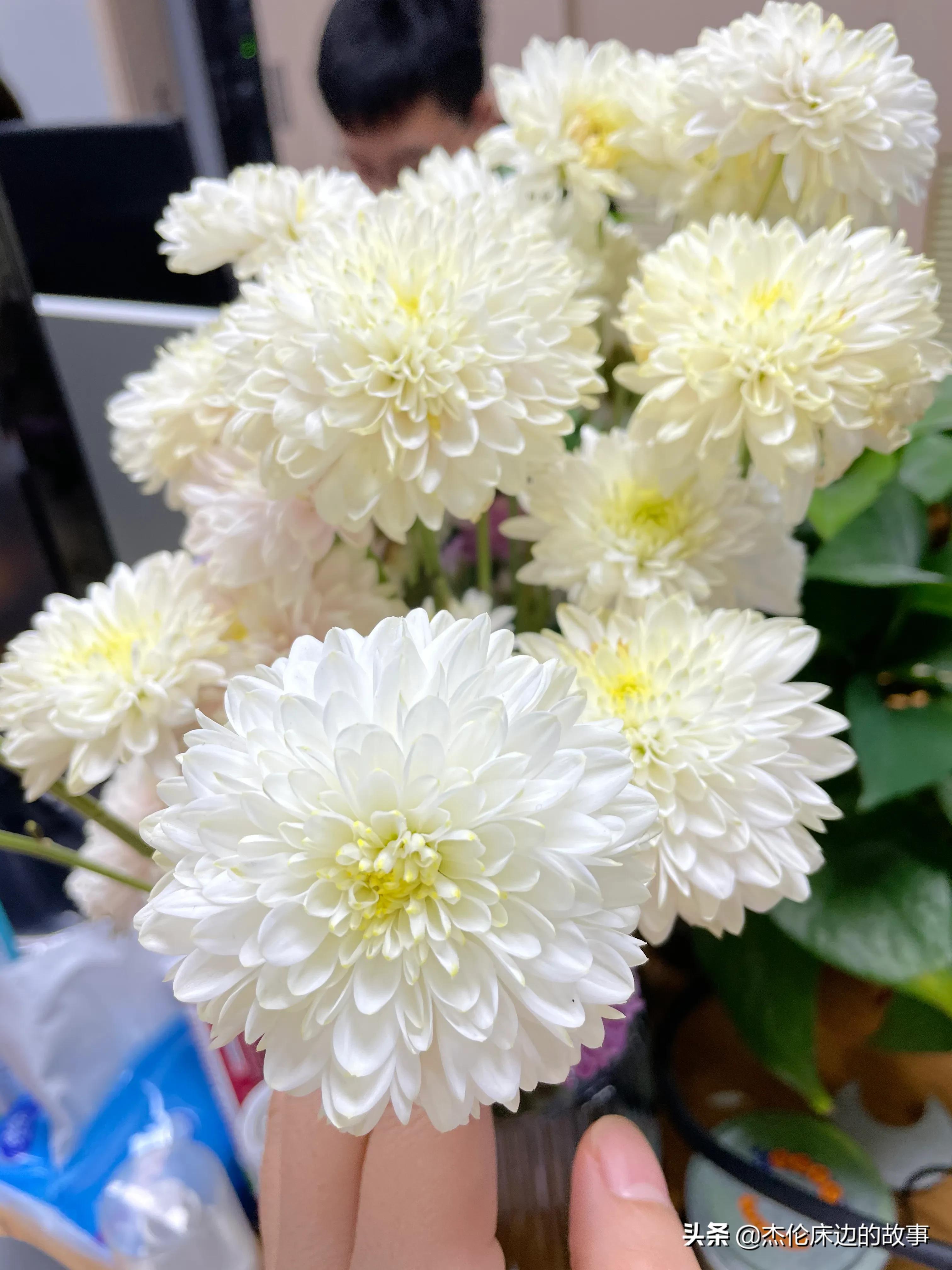 网上鲜切花怎么养护,最耐养的鲜切花