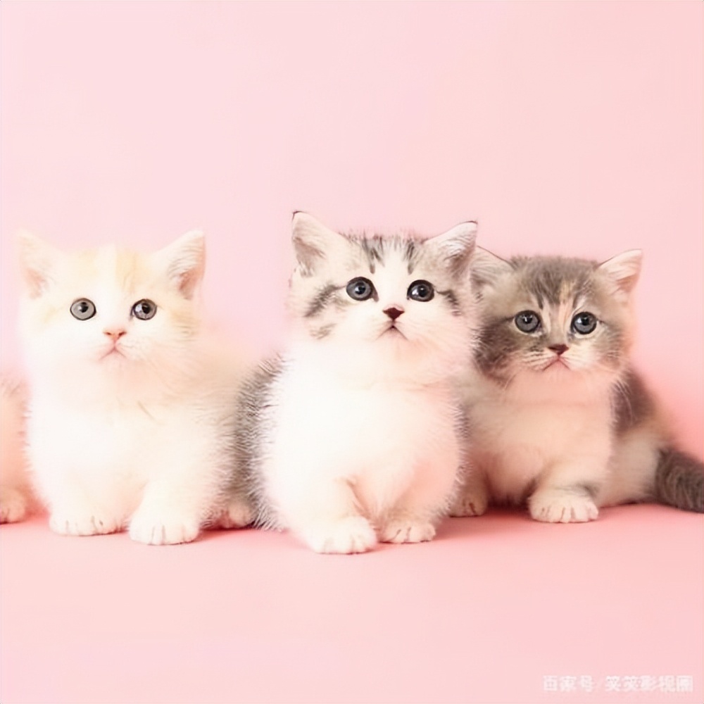 猫咪心跳一分钟多少算正常,猫咪日常眼睛护理