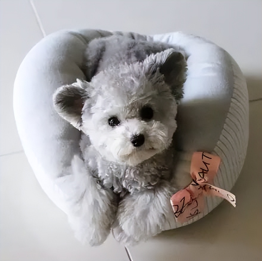 贵宾犬颜色越来越浅怎么办,贵宾毛越来越黄怎么回事