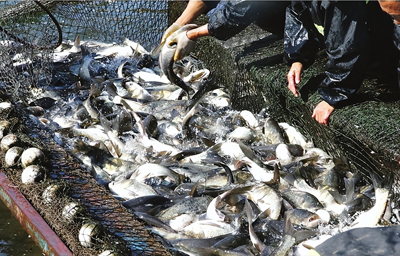 鱼养殖之注意事项,养殖鱼怎么预防大鱼吃小鱼