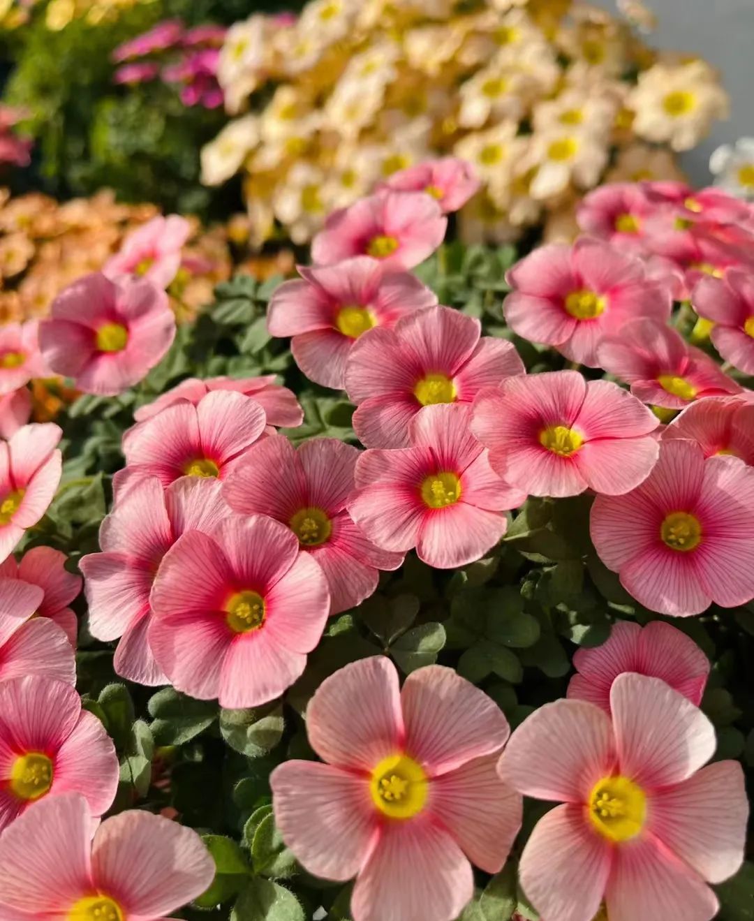 适合在路边种的野花,那些路边不起眼的花儿