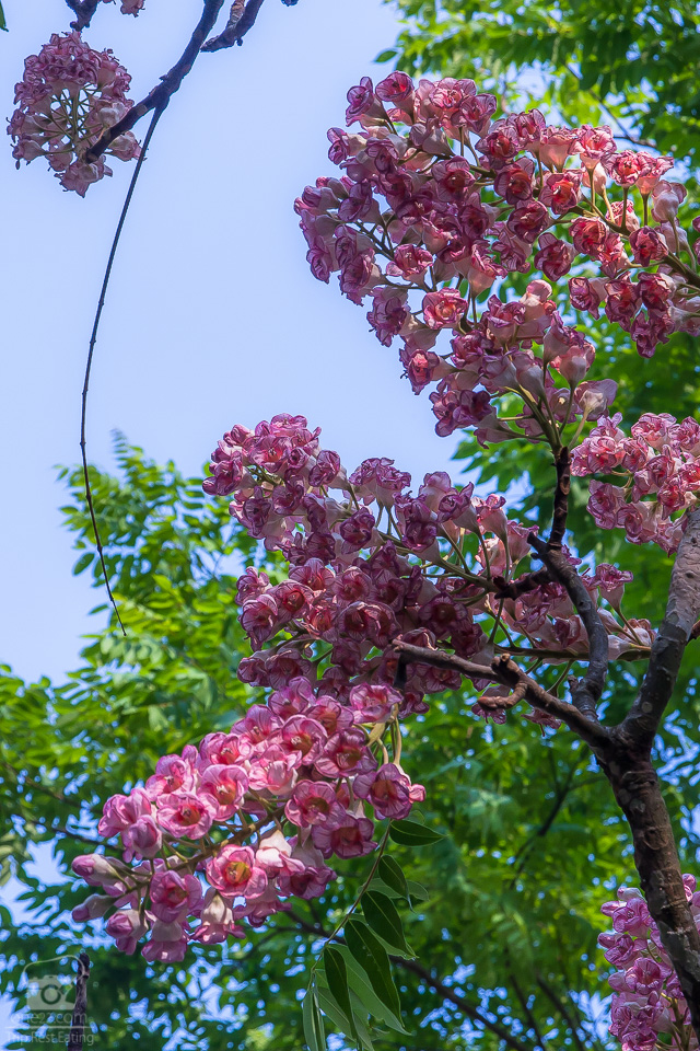 白蜡的行情,白蜡未来5年行情
