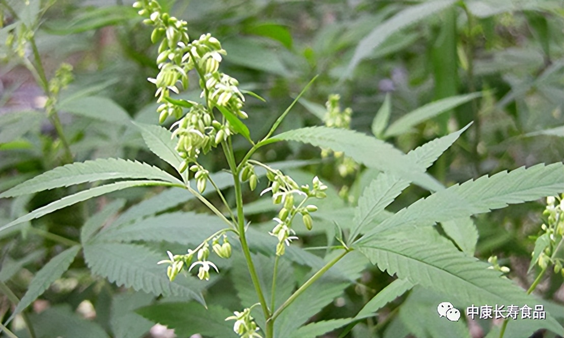 中康食品|其实火麻黑米一点也不神奇，它只是让你更长寿而已