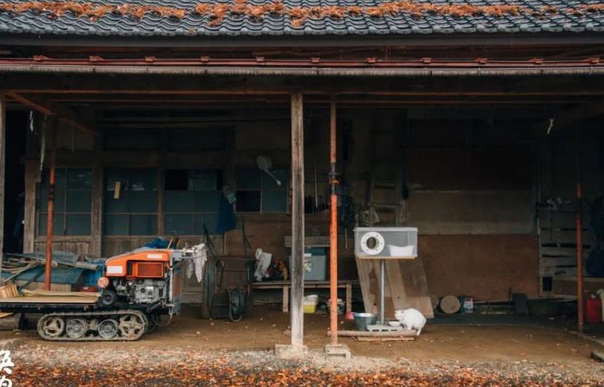 往返福岛11年，他拍下*污染核**区被遗弃的数百个毛孩子故事