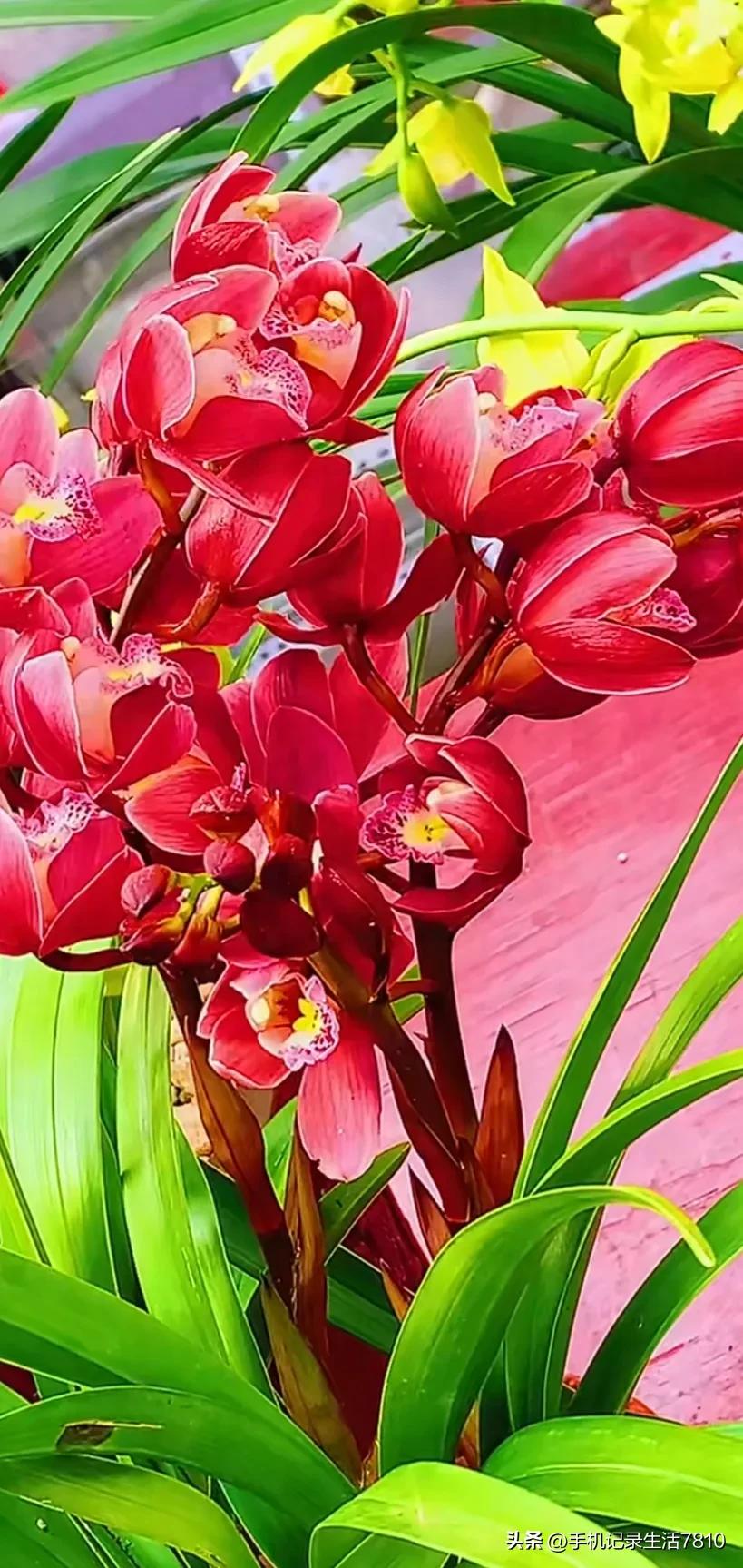 蕙兰花图片欣赏,叶子宽的黄花大蕙兰图片