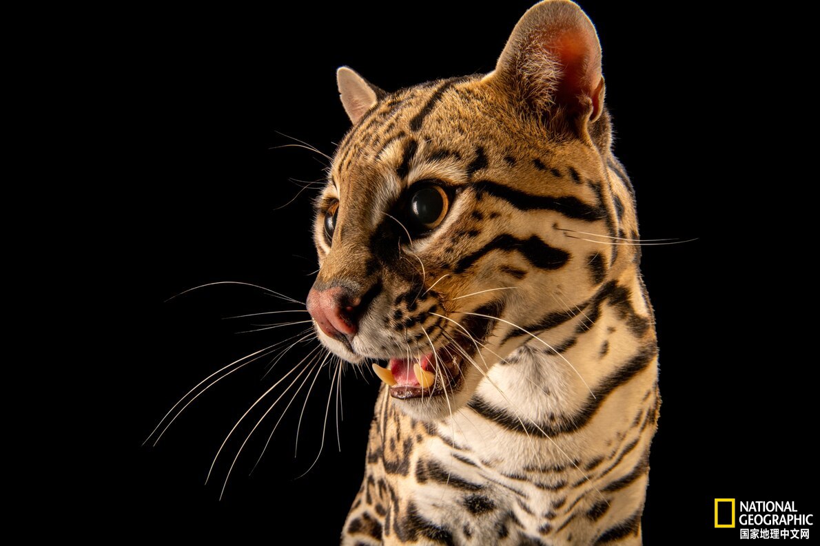 美国最神秘的物种,美国独有物种