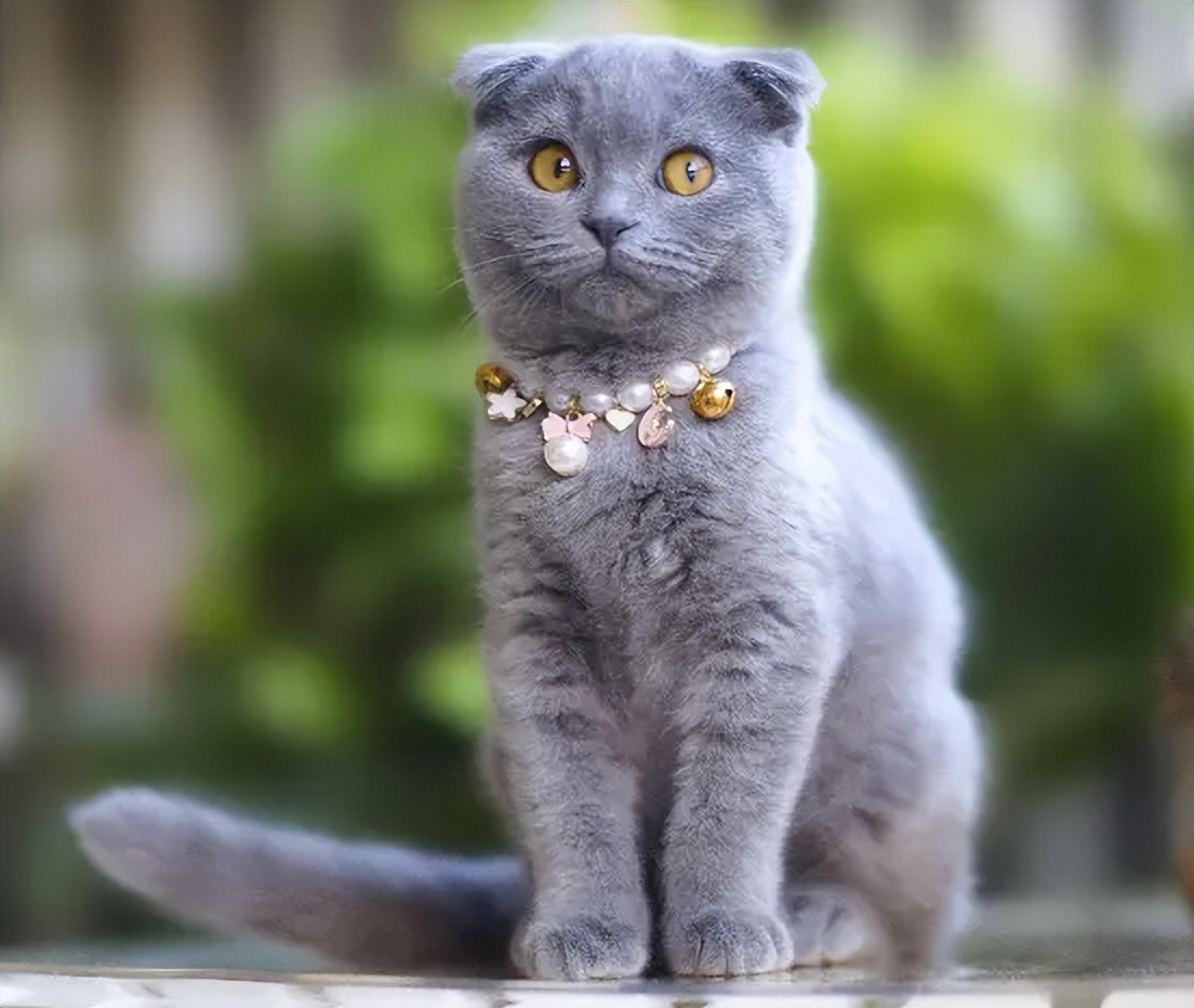 新手养英短蓝猫的十大忠告,英短蓝猫饲养技巧和方法