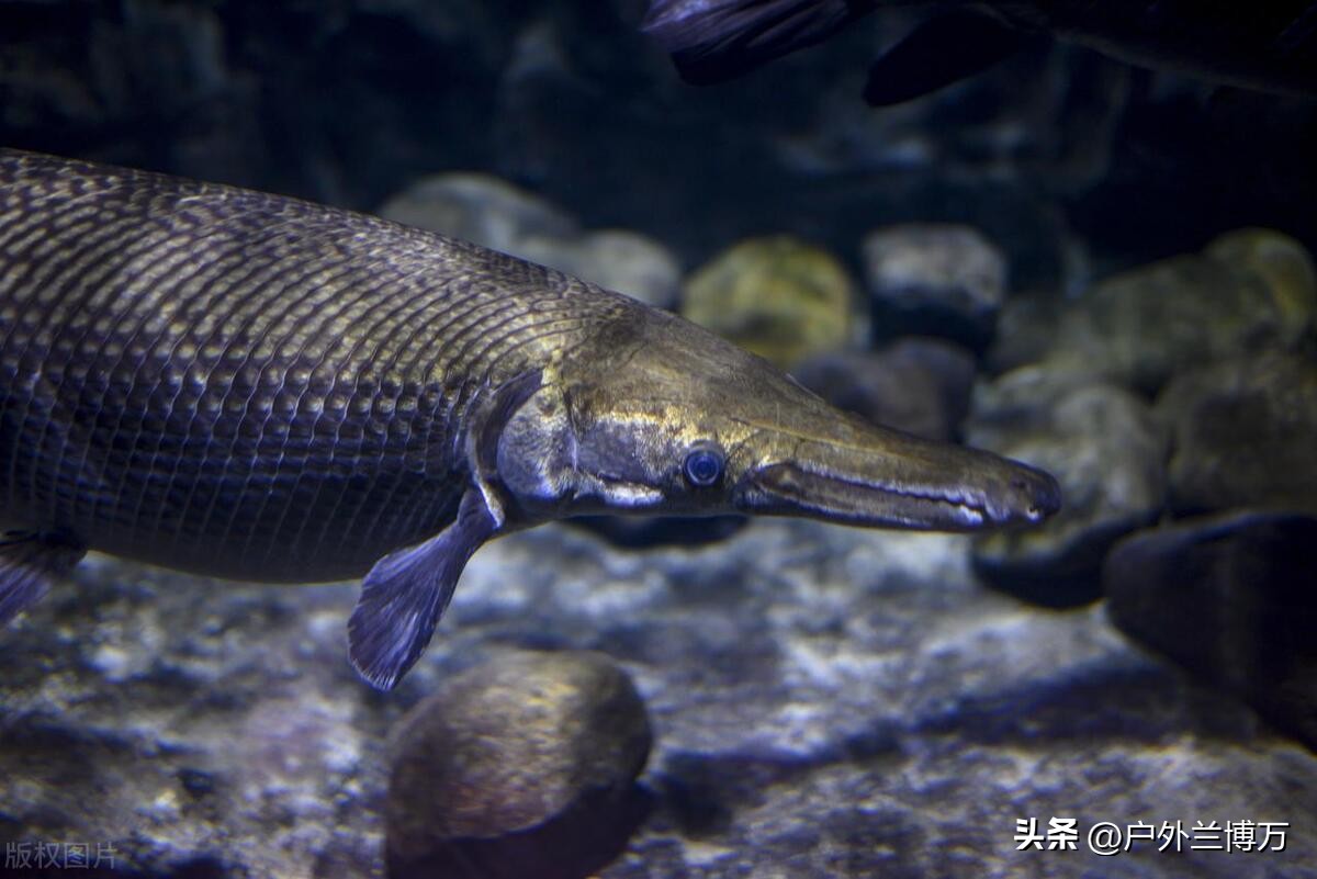 中国最惨的十种入侵物种鱼,中国最凶猛的四种鱼