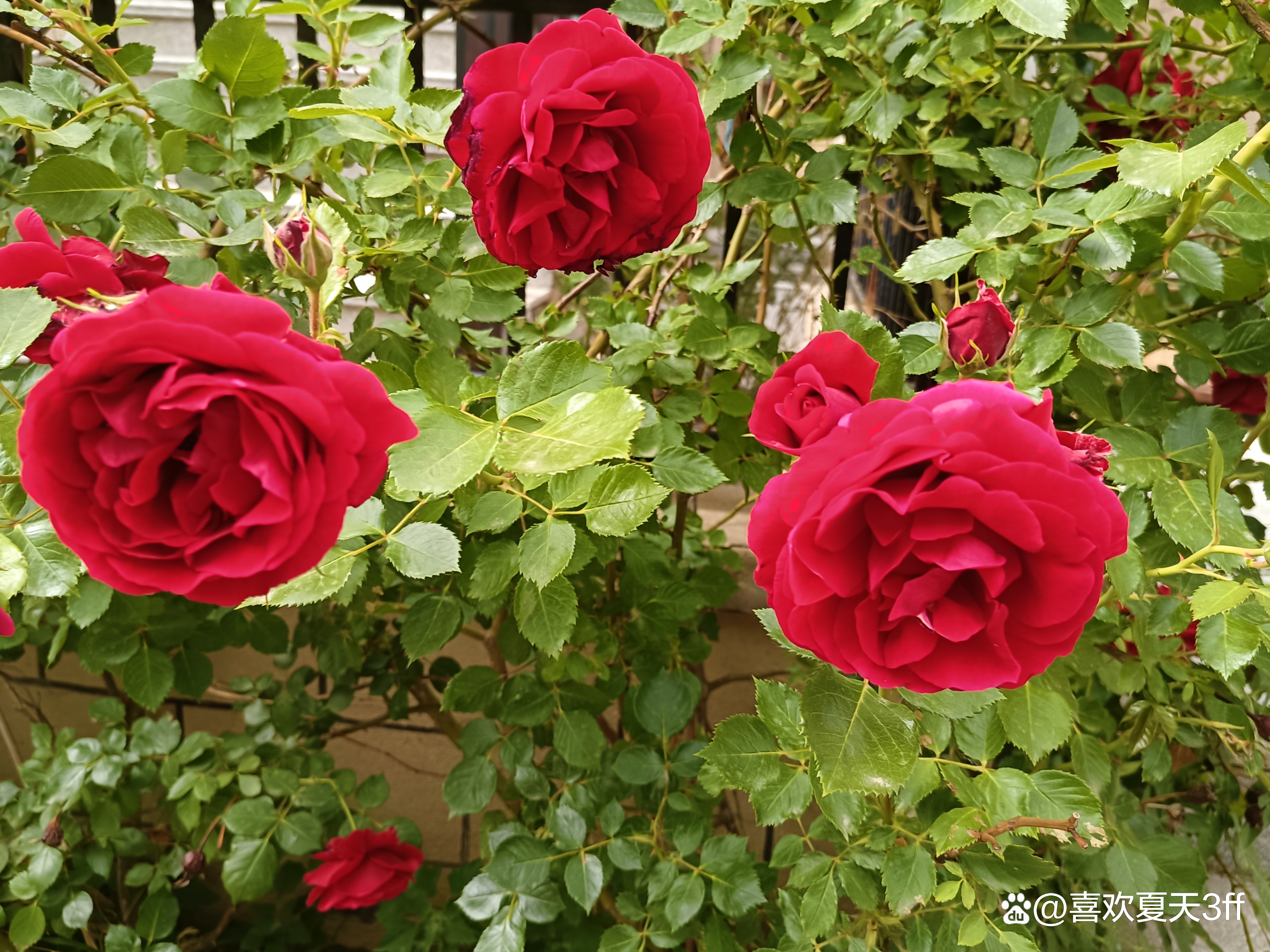 端午节快乐莲花盛开,端午节前后插花容易活吗