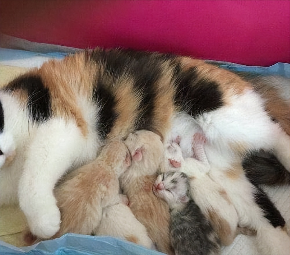 为什么都不愿养女儿,猫为什么不能养母猫