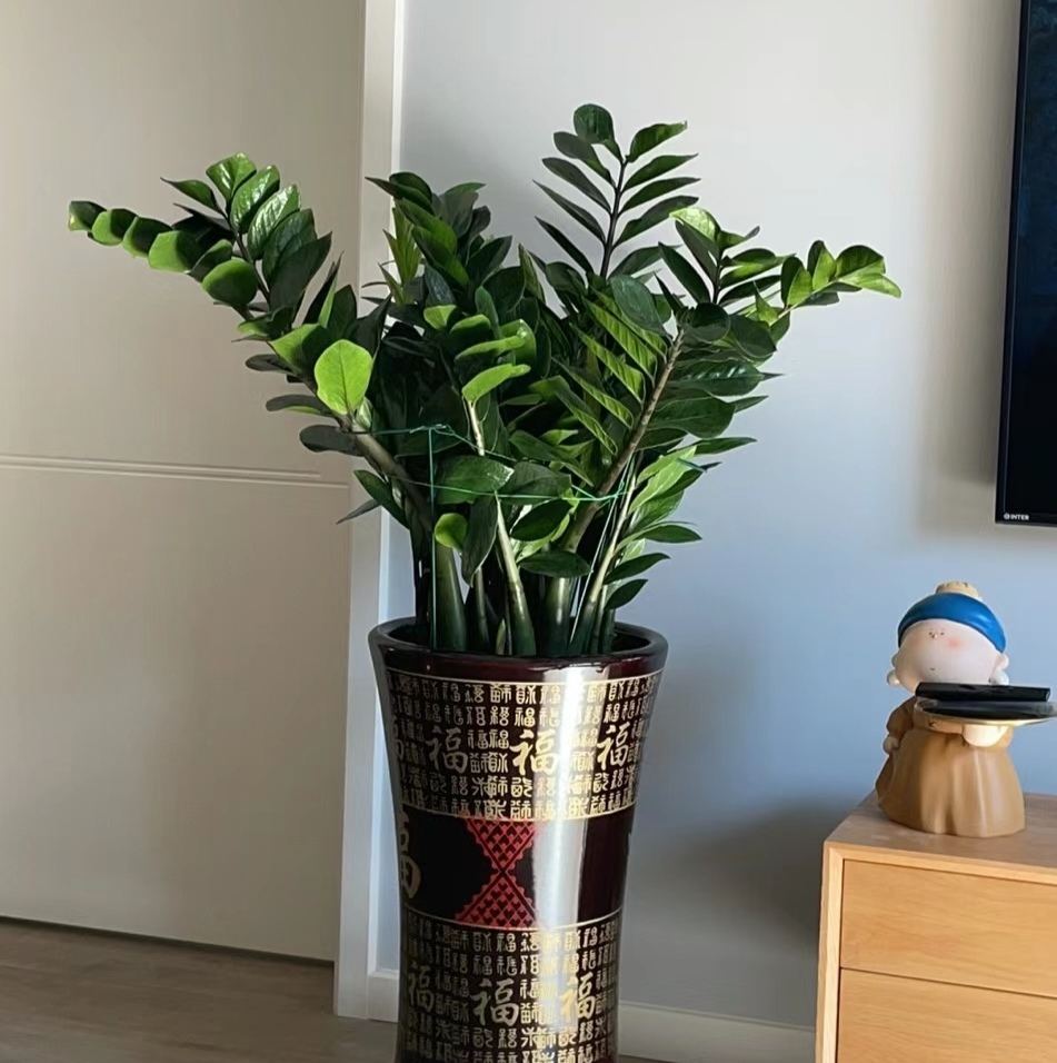 走霉运养什么花旺财运呢,养什么花好运气又旺财