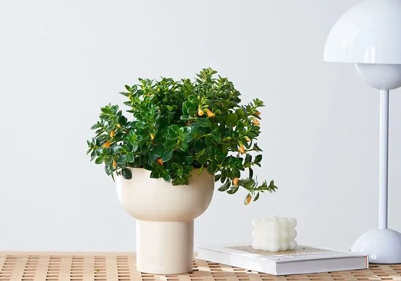 金鱼吊兰叶子不油亮的原因,如何让金鱼吊兰叶片油亮