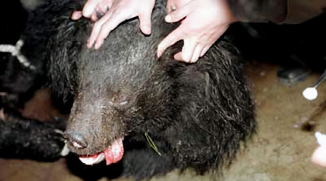 大学生伤熊事件是什么时候,大学生伤熊事件真实视频