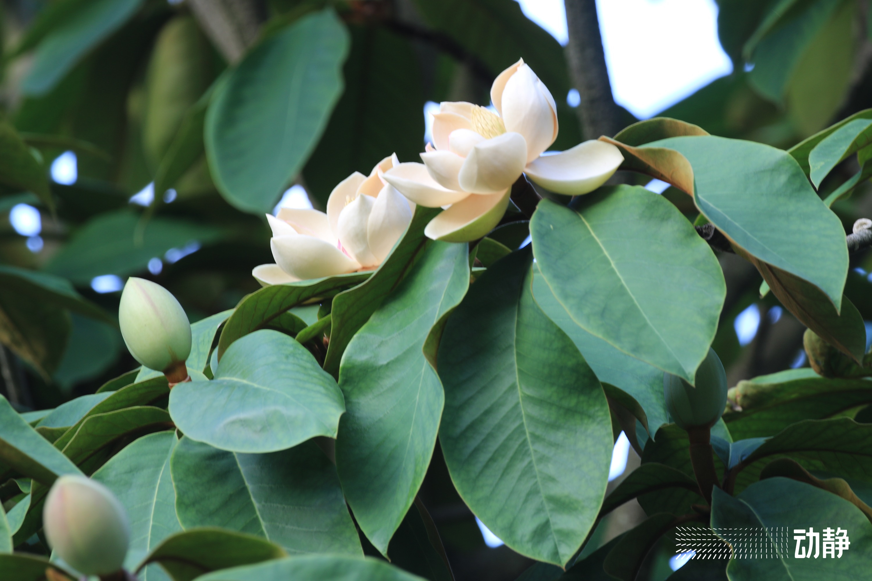 贵州野性,野性贵州有问必答