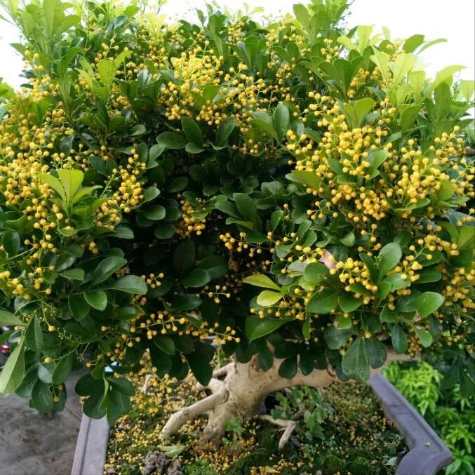 6种花旺财又养人,6种花养人又镇宅