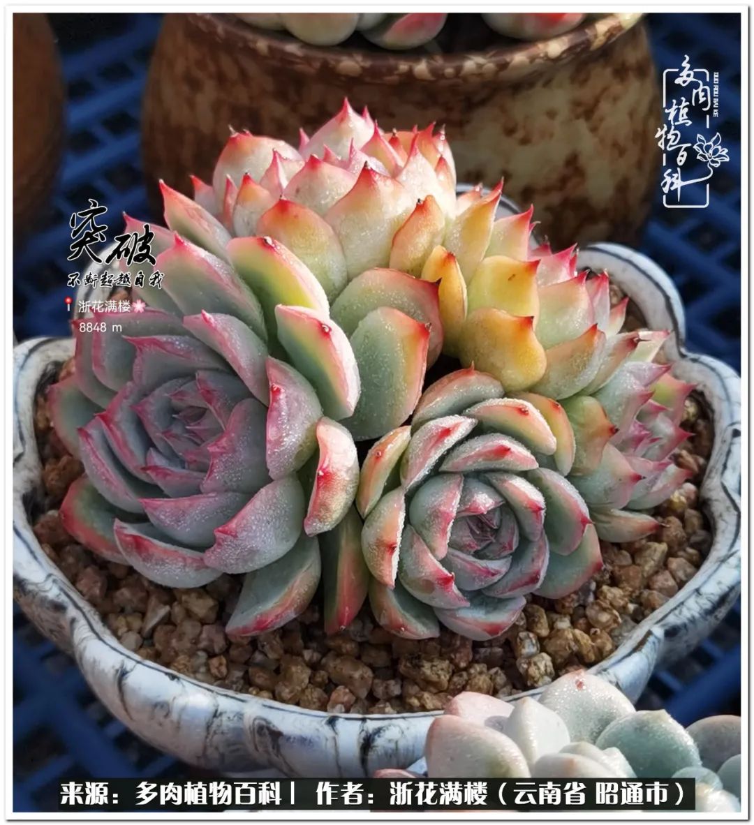 奔跑吧跑步,奔跑吧多肉盆栽