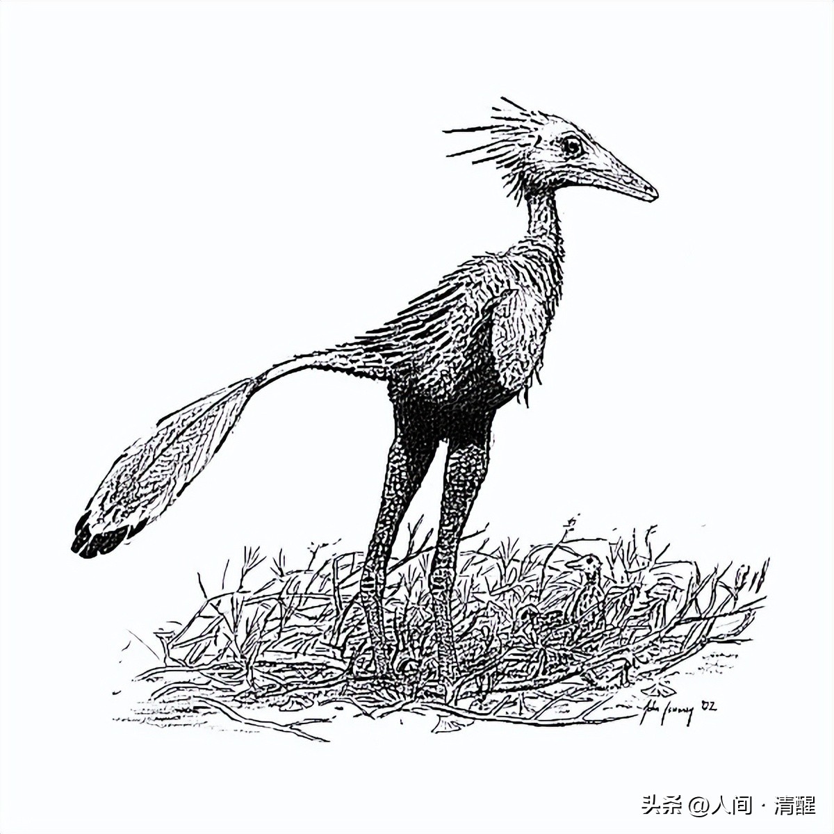 首次挖掘带羽毛的恐龙图片,全部带羽恐龙介绍纪录片