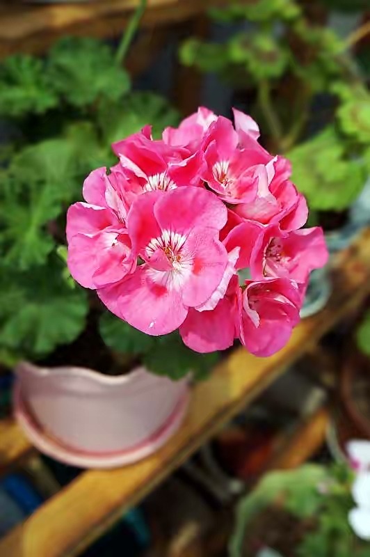 现代装修适合摆放哪些花,装修好屋里摆放什么花