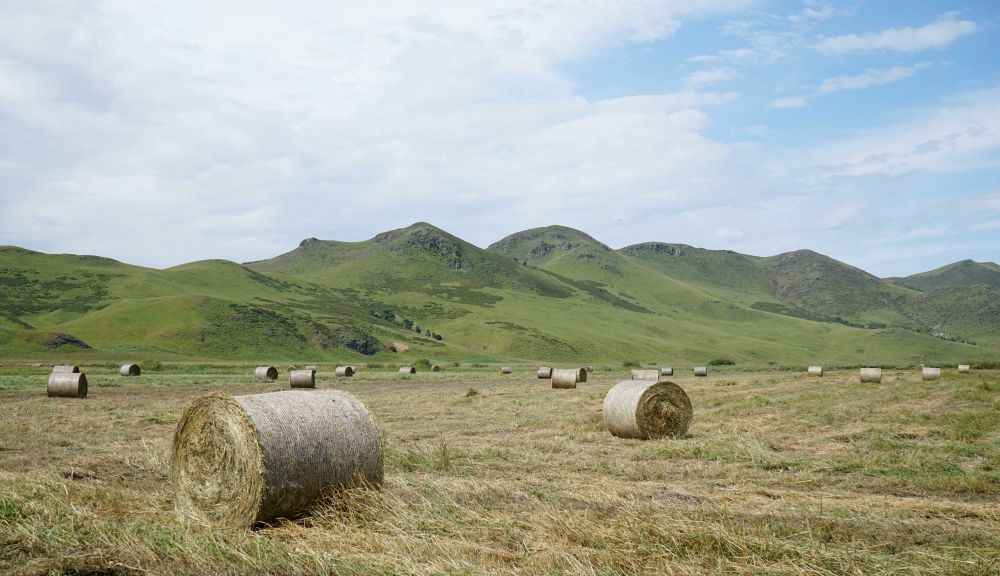 绿草原小肥羊,内蒙古草原羊草