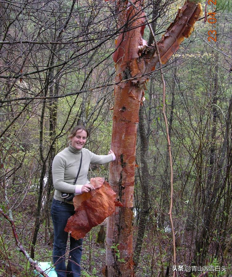 荒山种什么果树最赚钱,50亩荒山种什么果树最好