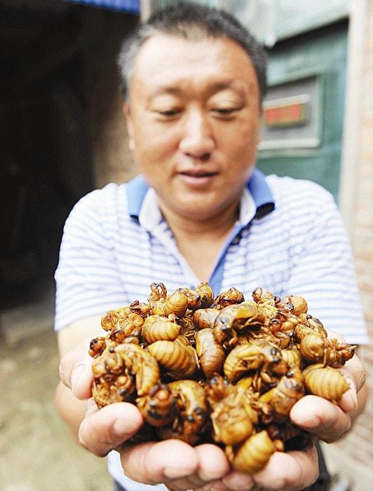 金蝉里的金豆能卖多少钱,农村小伙果园养金蝉一年卖6000万