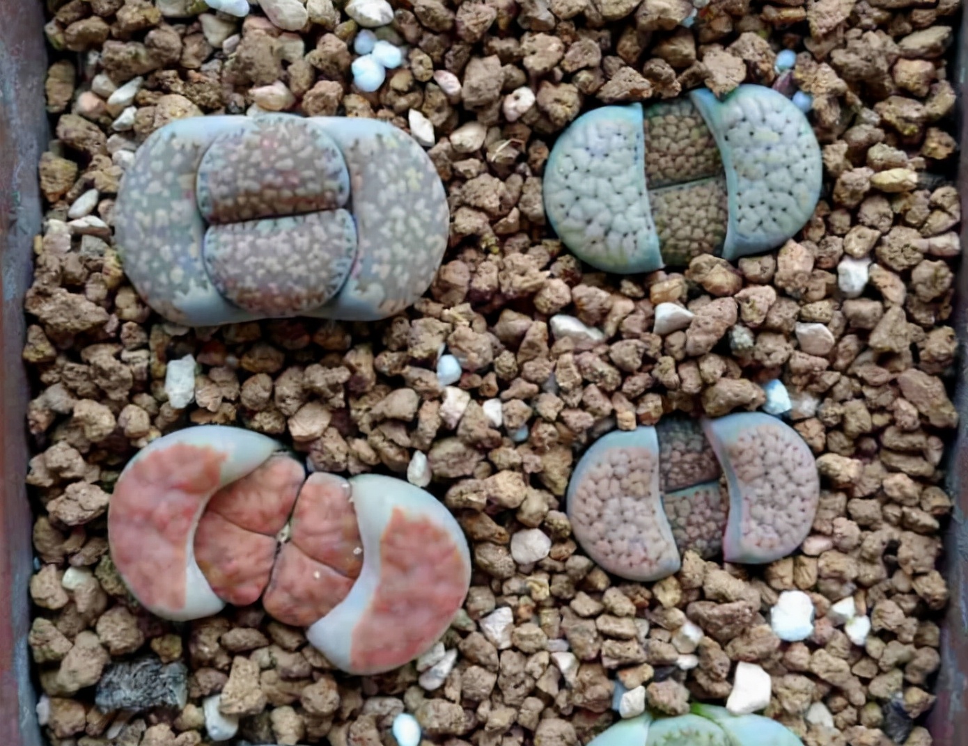 被奉为“顶配”的多肉石生花，光照片好看，入手就后悔，太丑