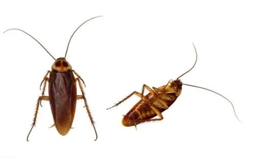 彻底消灭蟑螂的小妙招蟑螂最怕它,蟑螂最怕哪种东西