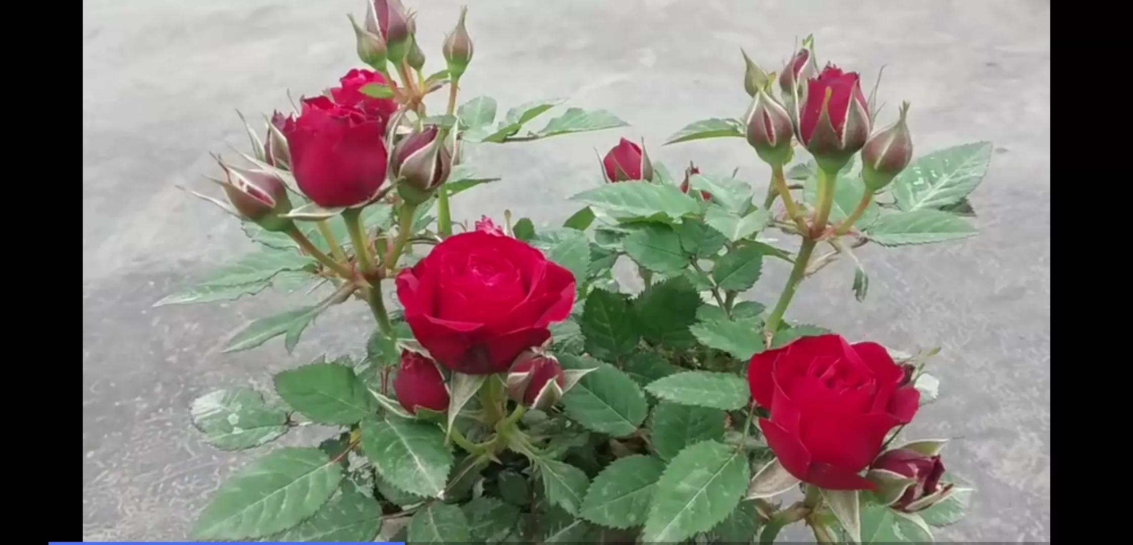 常见切花月季一览（45）