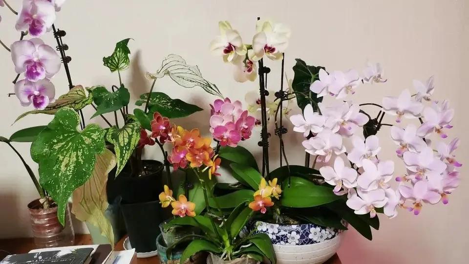 4种贵气花越养越旺家,家养3种富贵花福气好运挡不住