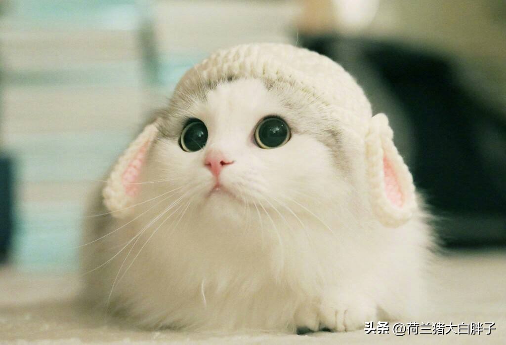 跳蚤有什么危害怎么消除,有跳蚤怎么办消灭跳蚤的最佳方法