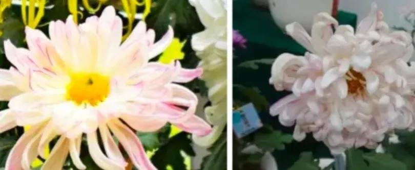 不是花中偏爱菊菊花开尽更无花,不是花中偏爱菊只是花开尽更无花