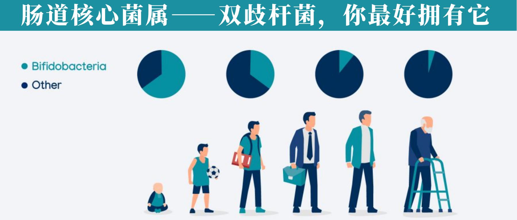 双歧杆菌属于肠道什么菌,双歧杆菌肠道功能会更好