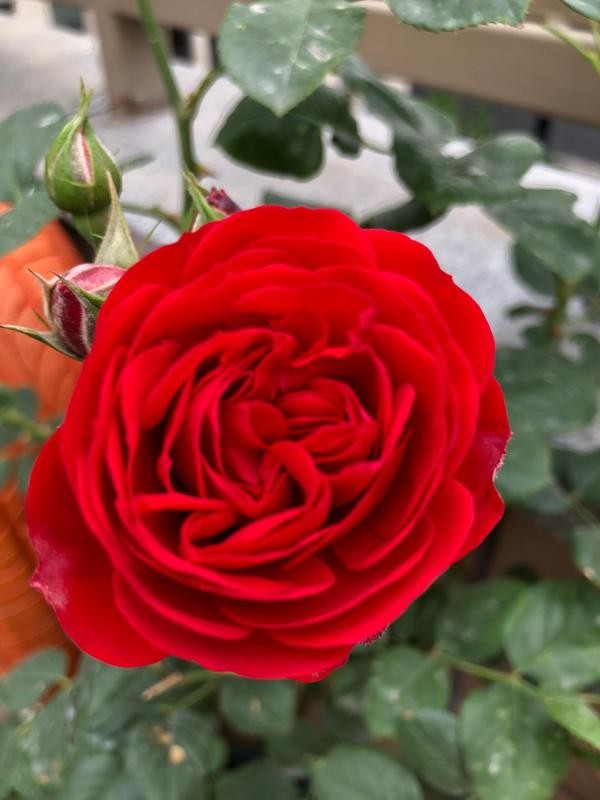 每个人心中都有一个美丽的花园,每个人心中都有一座属于我的花园