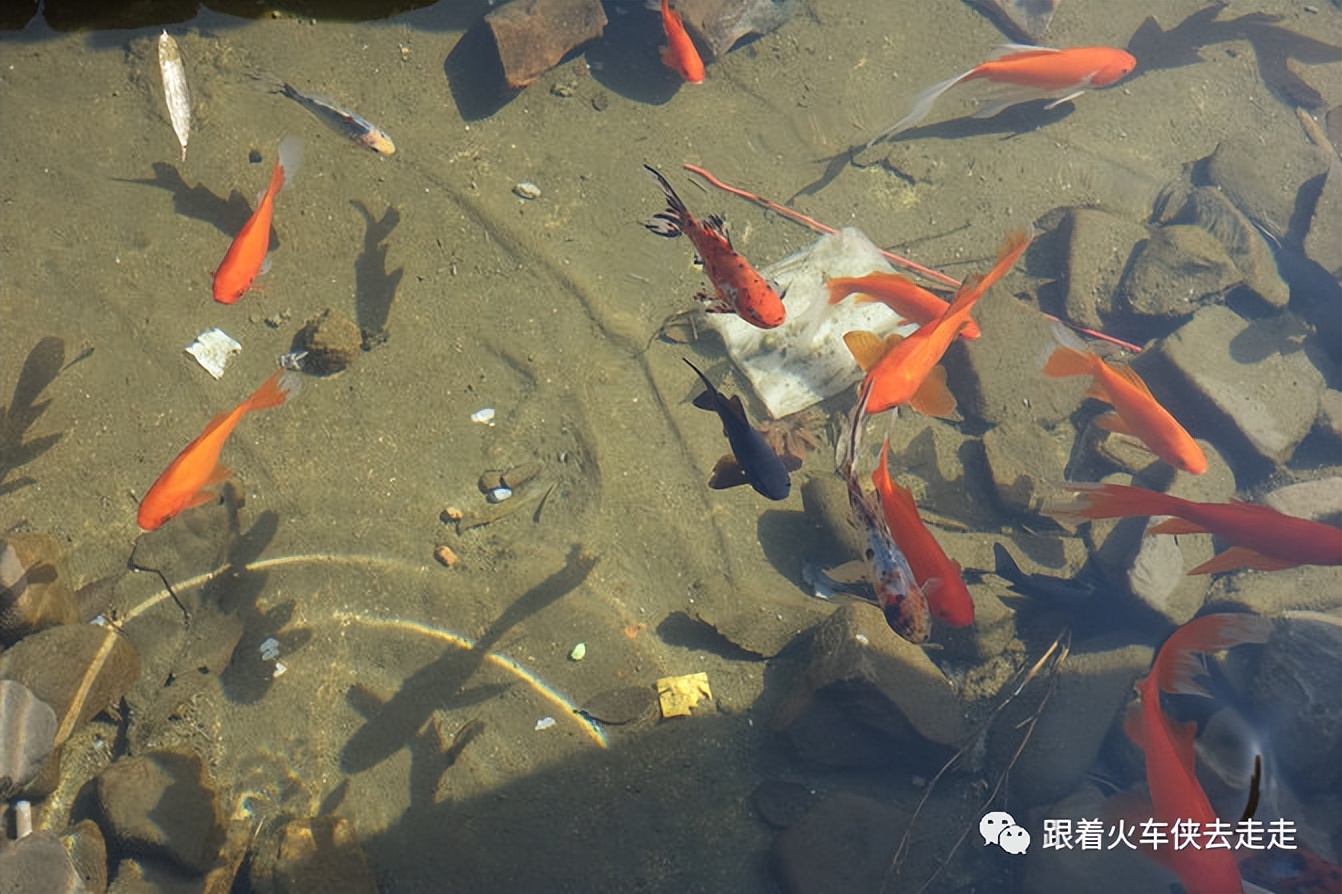 宜兴阳羡湖深氧公园介绍,宜兴旅游阳羡湖