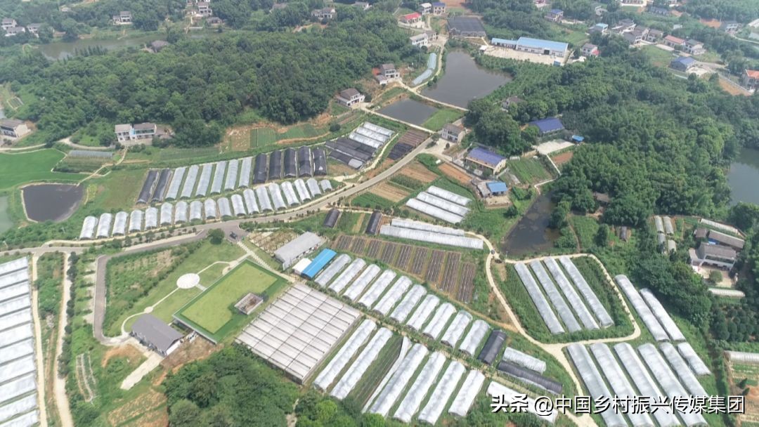 政府扶持乡村振兴的项目有哪些,2024乡村振兴政府补贴重点项目