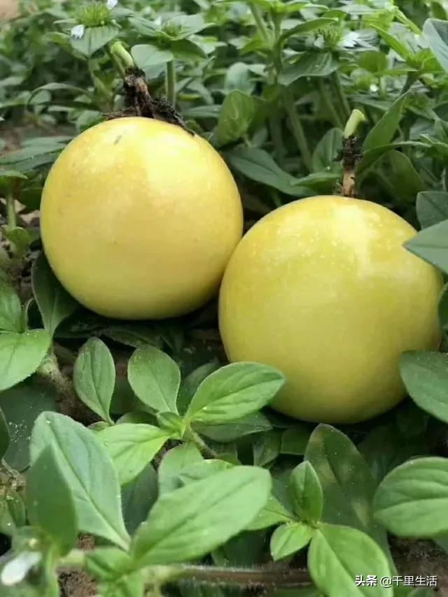 黄金百香果，“钦蜜9号”，百香果中的“爱马仕”，至爱非你莫属