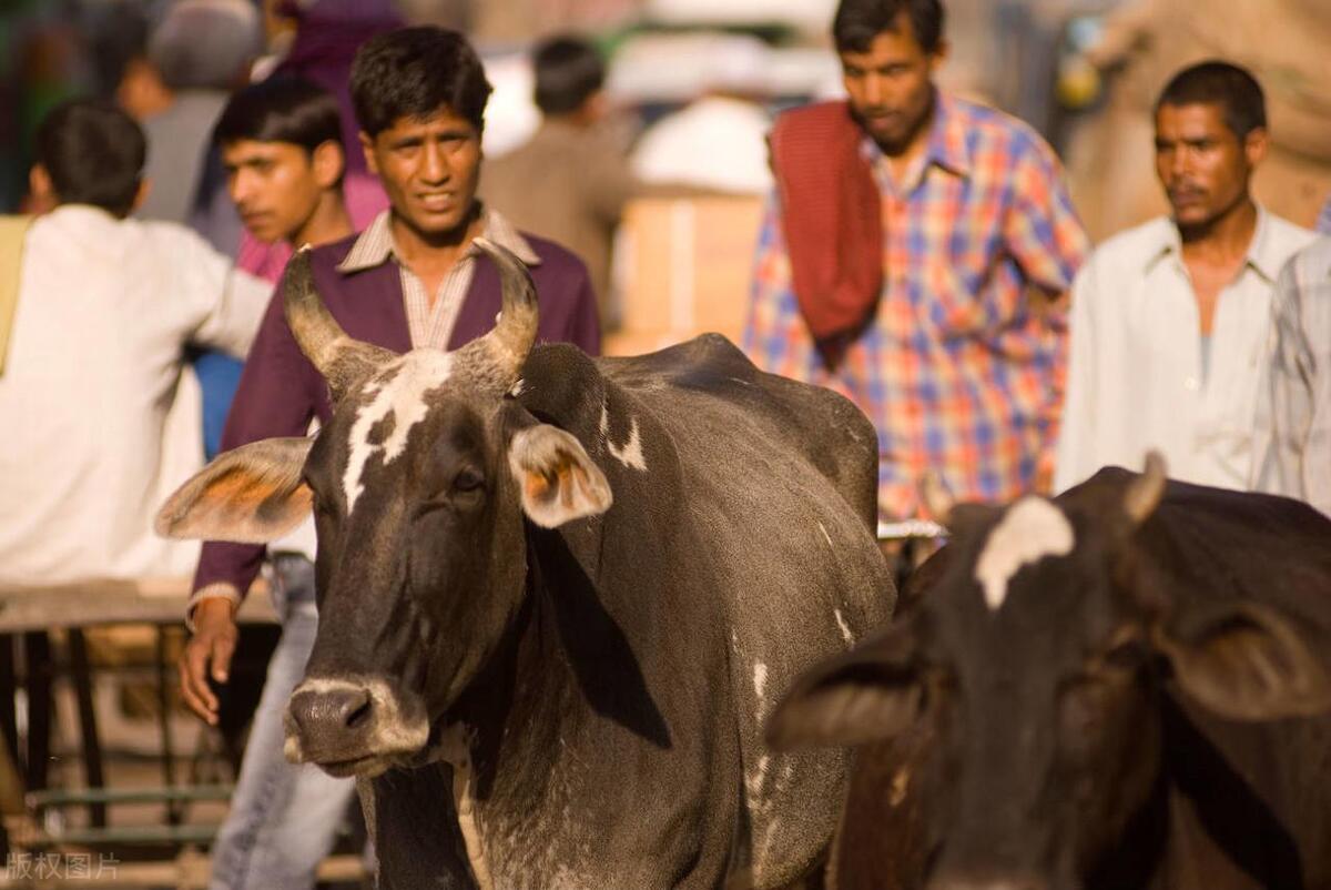 印度三哥如何称霸美国职场？