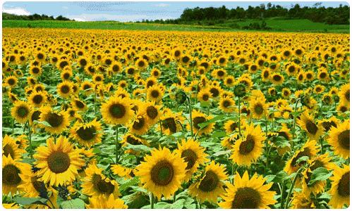 佛山广州两天两夜游玩攻略,佛山去南海湾森林公园